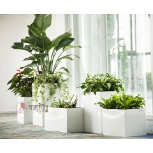 專注室內(nèi)綠植服務(wù)8年，綠植租賃，免費(fèi)養(yǎng)護(hù)，一站式商務(wù)空間